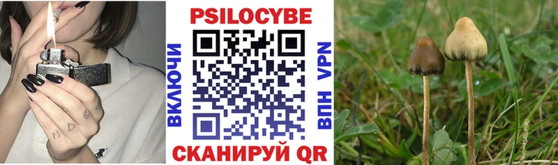 даркнет телеграм  Новоульяновск  Псилоцибиновые грибы Psilocybe 